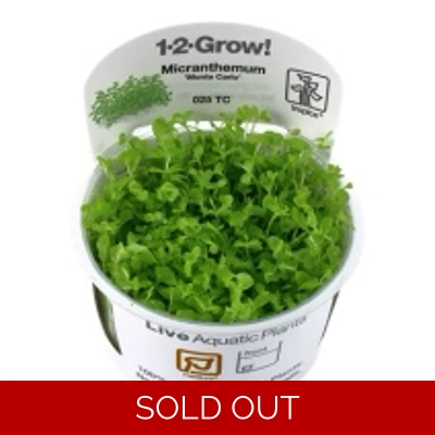 Micranthemum tweediei 'Monte Carlo' 1-2-Grow